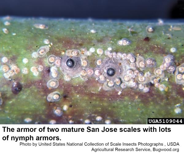 Thumbnail image for San Jose Scale on Ornamentals
